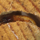 Illustration for article titled Ants Are So Passé, You Need a Termite Farm On Your Desk